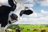 Las vacas disfrutan que les hablen “lindo”