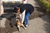 Capturan a perritos en Texcoco y los regresan desparasitados a su comunidad