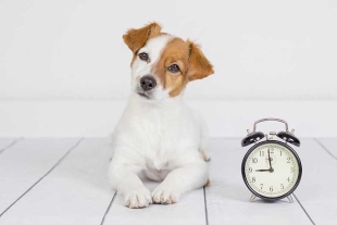 ¿Cómo sabe mi mascota qué hora del día es? la ciencia responde