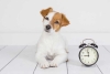¿Cómo sabe mi mascota qué hora del día es? la ciencia responde