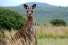 Encuentran tres especies de canguros gigantes que habitaron Australia hace 40 mil años