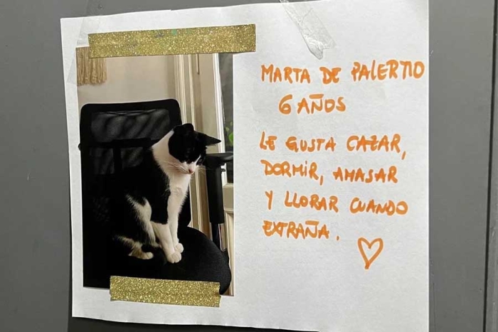 Vecinos se unen y crean “Chat” de gatitos dentro de un elevador