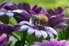 El zumbido de las abejas provoca la producción de un néctar más dulce