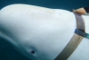 Pescadores de Noruega encuentran a ballena con un arnés