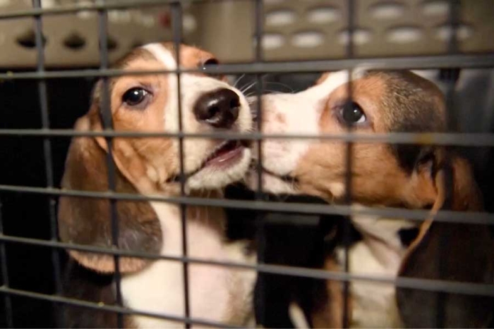Rescatan a 4 mil perros beagle que eran sometidos a experimentos farmacéuticos