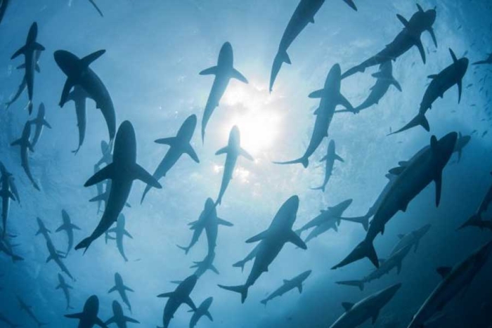 ¿Al borde de la extinción? Cada año, el ser humano aniquila 80 millones de tiburones