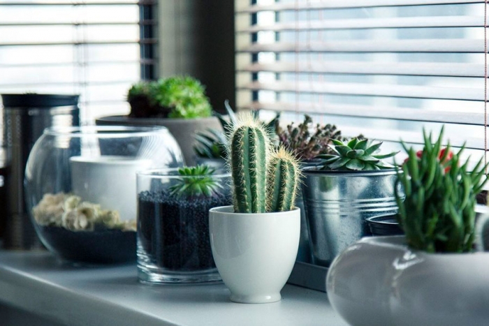 Decora tu casa con cactus, las plantas de moda y que menos cuidados necesitan