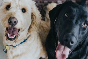 10 errores más comunes que cometen los dueños de mascotas