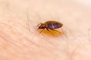 Plagas de chinches: aprende a detectarlas en tu hogar