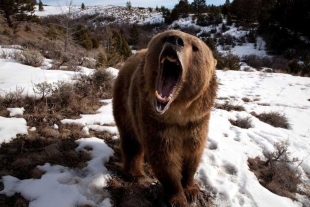 El Gobierno de Rumanía planea imponer multas costosas a quienes alimenten a estos animales.