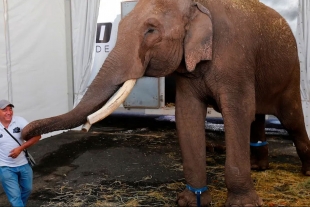 Elefante que pasó su vida explotado en un circo. Ahora vivirá sin cadenas en Zoo de Culiacán