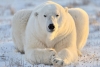 Canibalismo entre osos polares