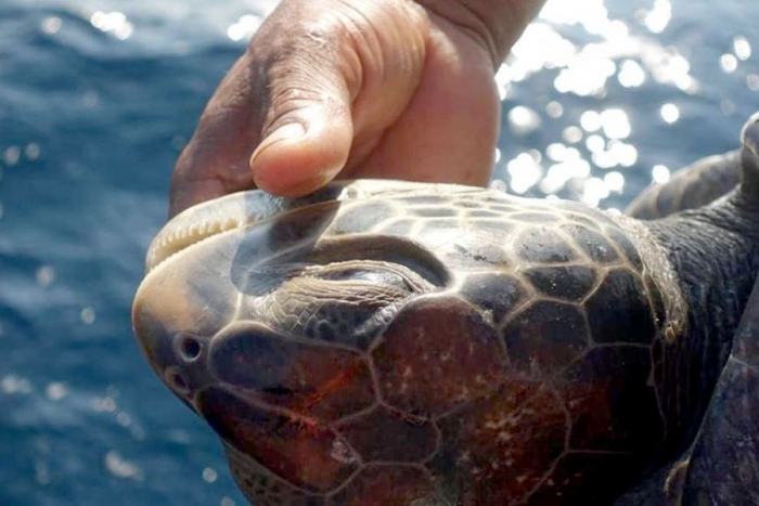 293 tortugas marinas murieron en Oaxaca por ingesta de algas tóxicas