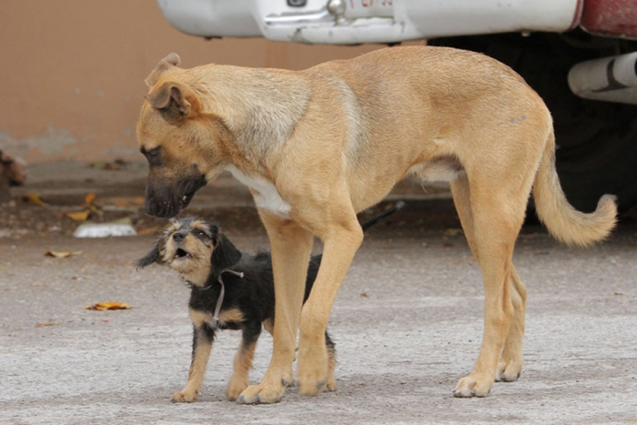 Legismex propone que municipios destinen recursos en esterilización de animales en situación de calle