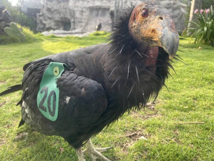 ¡Bienvenidas! Parque Ecológico Zacango recibe a tres ejemplares de cóndor de California