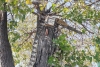 La Virgen del árbol de Metepec, el milagro que inspira el fervor de los fieles