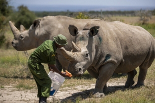 El rinoceronte blanco del norte es declarado como una especie funcionalmente extinta
