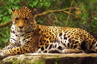 ¡Buenas noticias! El número de jaguares en México se ha multiplicado un 20%