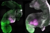 ¡Increíble! Científicos desarrollan un embrión de ratón sintético con cerebro y corazón