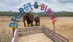 ¡La boda del año! Pareja de elefantes asiáticos contraen nupcias en Sinaloa
