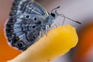 Crean flores artificiales para salvar a la mariposa Miami Blue