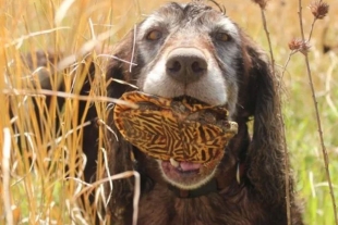 Perros rastrean tortugas en peligro de extinción para rescatarlas