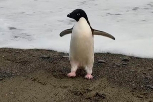 Increíble! Pingüino se pierde y recorre miles de kilómetros hasta Nueva Zelanda
