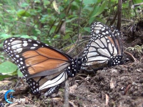 Bosques mexiquenses reciben a la mariposa monarca