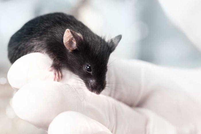 ¡Wow! Biólogos de Harvard logran revertir el envejecimiento y ceguera en ratones