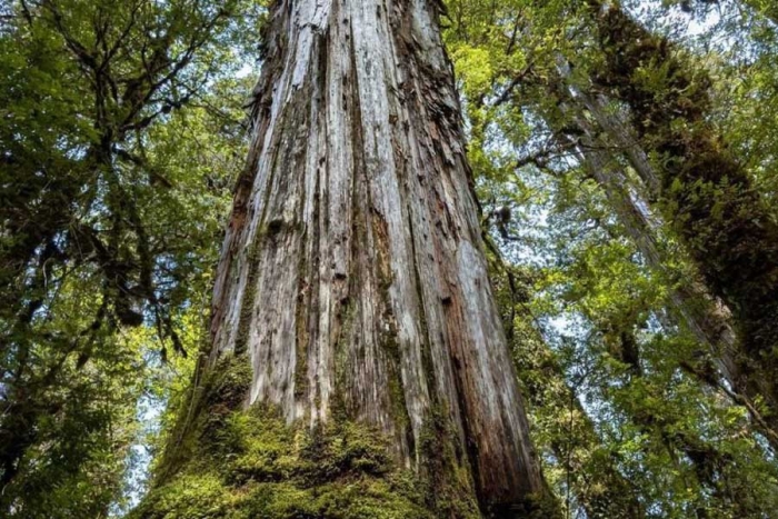 “Gran abuelo”: ciprés chileno apunta a convertirse en el árbol más viejo que existe