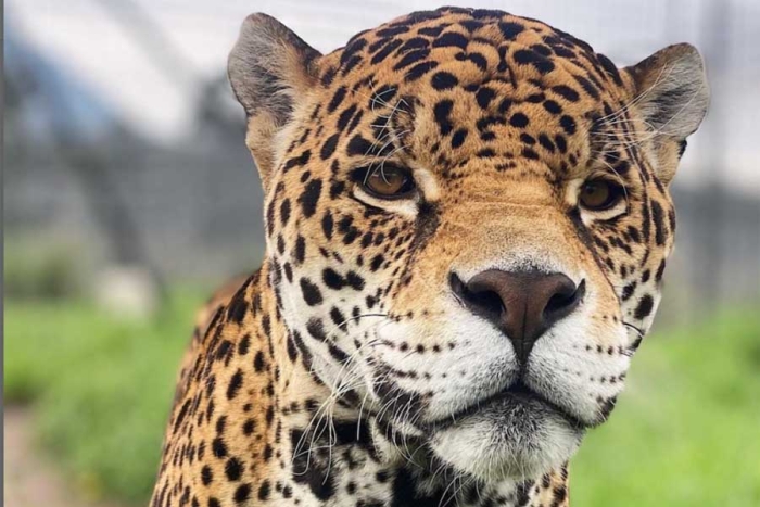 ¿Qué está pasando con la fundación Black Jaguar-White Tiger?