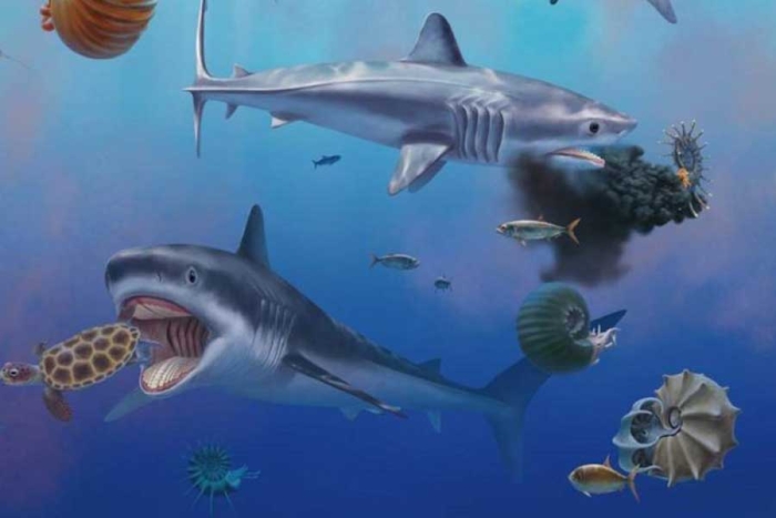 Un grupo de expertos encontró los restos fósiles muy bien conservados de un tiburón gigante