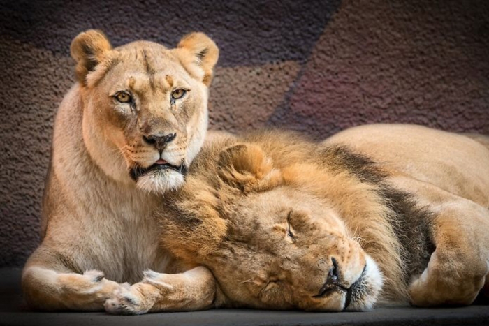 Amor eterno; pareja de leones muere al mismo tiempo