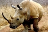 Científicos crean cuernos de rinoceronte