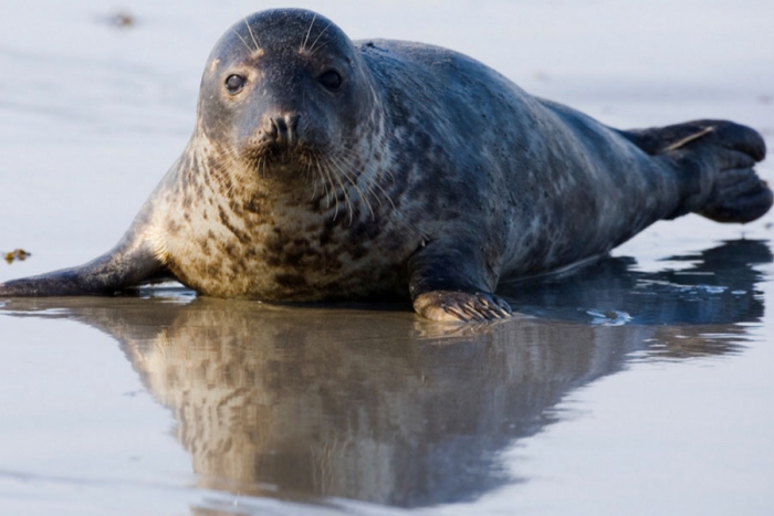 El canibalismo es más habitual de lo que se creía entre las focas grises
