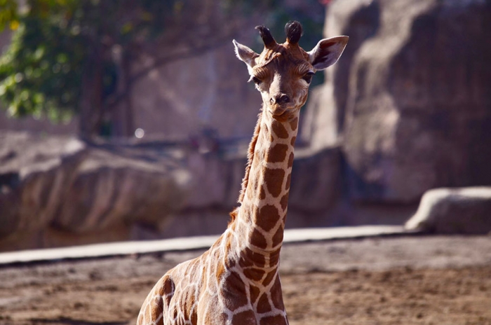 ¡Tú puedes ponerle nombre! Nace jirafa en zoológico de San Juan de Aragón en ciudad de México