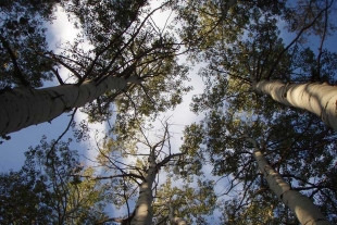 ¿Cuánto calor y cuánta sequía puede aguantar un bosque? La ciencia responde