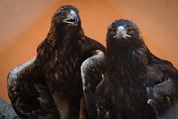 ¡Buenas noticias! Águilas reales de Zacango se reproducen y ponen dos huevos