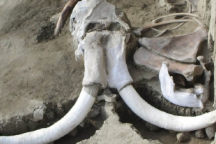 Hallan restos de más de 60 mamuts en nuevo aeropuerto de Santa Lucía