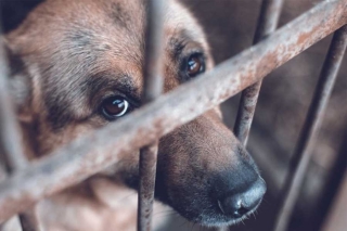 Toluca acumula 429 denuncias por maltrato animal; agosto, el mes más cruel