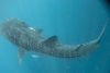 ¡Insólito! Tiburón ballena nadando en Huatulco