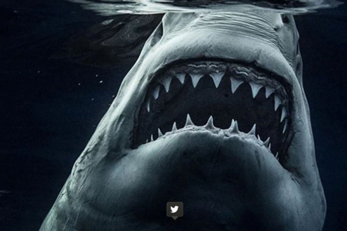 La foto de un tiburón blanco al estilo JAWS