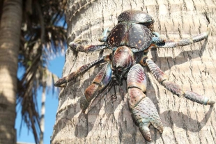 Cangrejo de Cocoteros: el increíble espécimen que puede levantar hasta 30 kilos