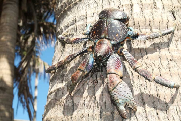 Cangrejo de Cocoteros: el increíble espécimen que puede levantar hasta 30 kilos