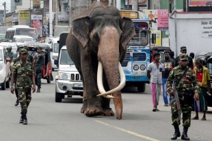 Sri Lanka le da el último adiós a “Raja”, su elefante más preciado