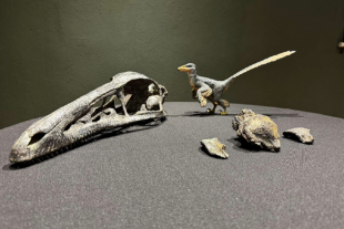 Xenovenator espinosai, nueva especie de dinosaurio descrita en Coahuila, vivió hace 74 millones de años y aporta claves sobre la evolución de las aves desde los terópodos