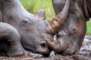 Después de 20 años, la población de rinocerontes de Nepal aumentó