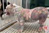 Perros tatuados, ¿una nueva forma de maltrato animal?