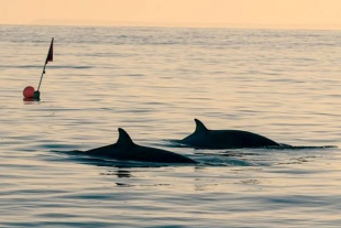 Investigadores descubren una posible nueva especie de ballena en aguas mexicanas
