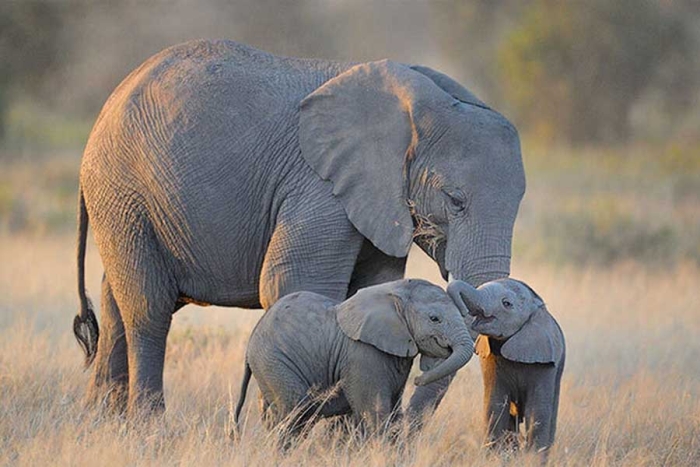 Día de las Madres 2022: conoce a las “Super mamás” del reino animal